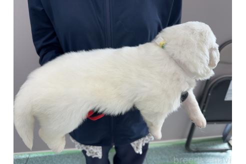 販売中の千葉県のグレートピレニーズ-394902の6枚目